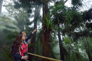 Full-day Kinabalu Park and Poring hot springs tour